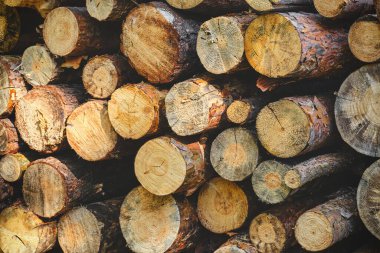 Arka plan, testere çam ağaçları, kereste hasatı.