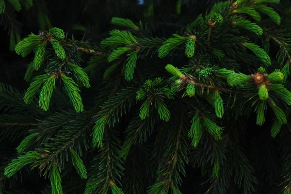 分枝上的嫩绿色枝条 针叶树 — 图库照片