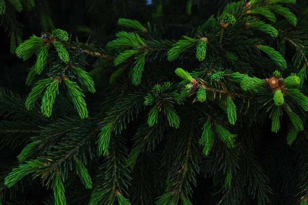 Young Green Shoots Branches Coniferous Trees Growing Pine — Zdjęcie stockowe