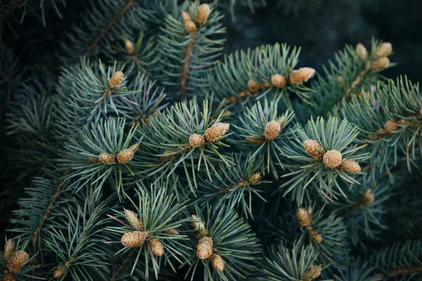 Młode Pędy Gałęziach Niebieskie Pine Blue Tle Świerk — Zdjęcie stockowe