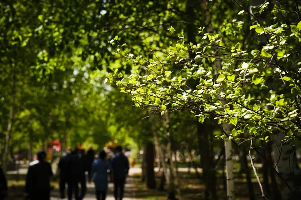 Pessoas Caminhando Parque Público Primavera Com Folhagem Verde Dia Ensolarado — Fotografia de Stock