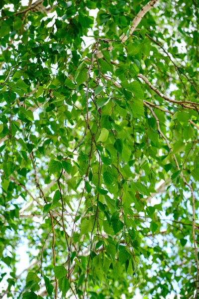 Abstract Background Birch Green Foliage Close — Stok fotoğraf