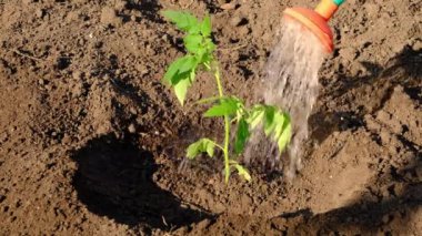 Sulama kutusundan domates filizini sulamak.