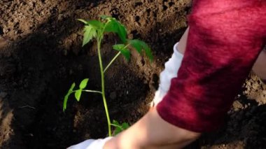 Domates fidelerini toprağa ekiyorum..