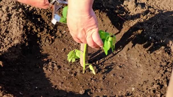 Garter Tomato Seedling Tapener Garter Plants — Stock Video