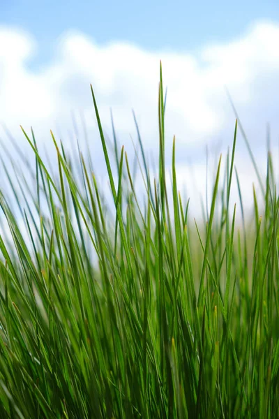 Achtergrond Groen Gras Een Achtergrond Van Blauwe Lucht Wolken — Stockfoto