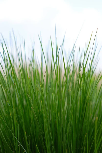 Background Green Grass Background Blue Sky Clouds — Stock Photo, Image
