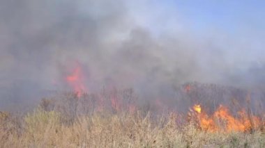 Vahşi yangınlar, yanan kuru otlar, bulutlar duman ve alevler orman yangını.