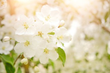 Beyaz çiçekler dallanır çiçek açan elma ağacı