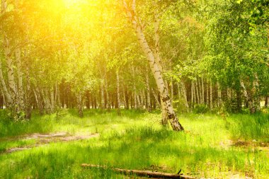Birch korusu, güneşli, aydınlık bir yaz gününde