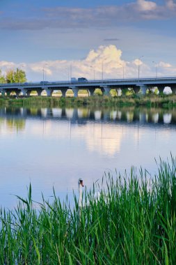 Yalnız beyaz kuğu gölden besleniyor. Arka plandaki kuş mavi su ve araba köprüsü.