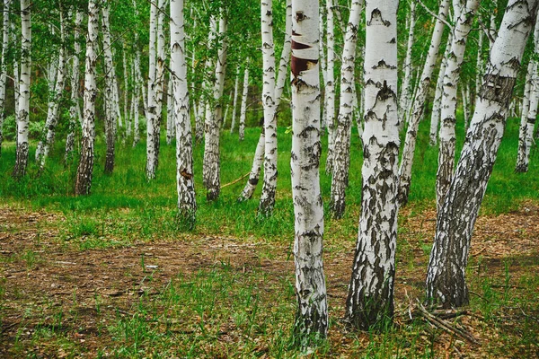 Birch Άλσος Όμορφη Φύση Καλοκαίρι — Φωτογραφία Αρχείου