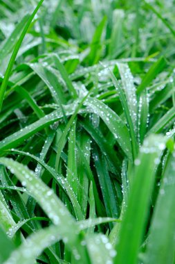 Arkaplan, yeşil çiçekli yağmur damlaları, yağmurdan sonra ıslak yapraklar.