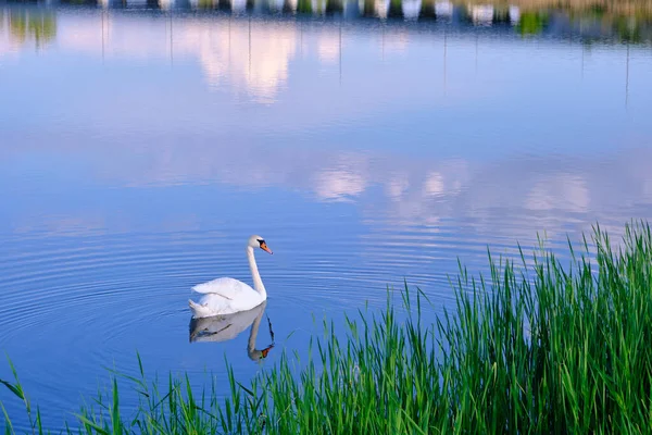 Seul Cygne Blanc Nage Dans Lac Oiseau Fond Bleu Eau — Photo