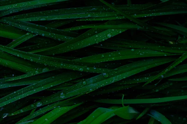 Achtergrond Regendruppels Groene Bloemstelen Nat Gebladerte Regen — Stockfoto