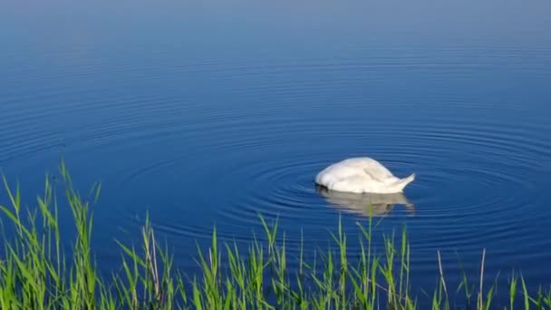 湖で孤独な白い白鳥の餌 鳥の背景青い水 — ストック動画