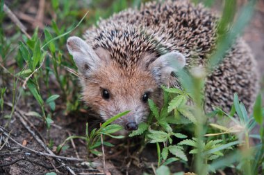 Genç kirpi ormandaki doğal koşullarda çimenlerin arasında.