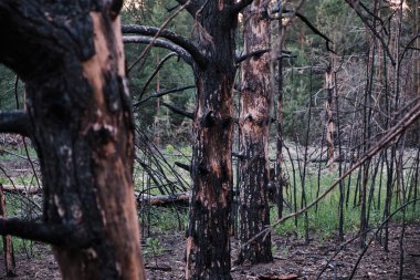 Yanmış ölü çam ağaçları, yangın üstüne orman.