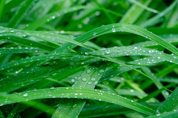 绿花茎上的雨滴 雨后的湿叶 — 图库照片
