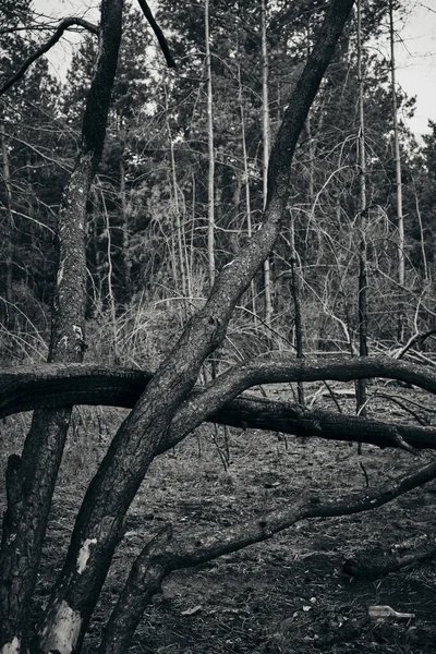 Pins Morts Carbonisés Forêt Après Feu — Photo