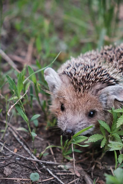 Junger Igel Unter Natürlichen Bedingungen Wald Zwischen Gras — Stockfoto