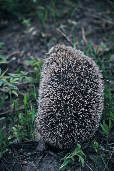 Stacheliges Nadelüberzogenes Fell Wilder Igel — Stockfoto