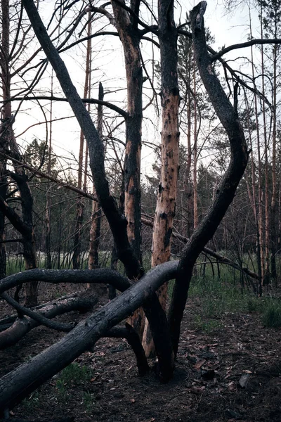 Pinhais Mortos Carbonizados Floresta Após Fogo — Fotografia de Stock