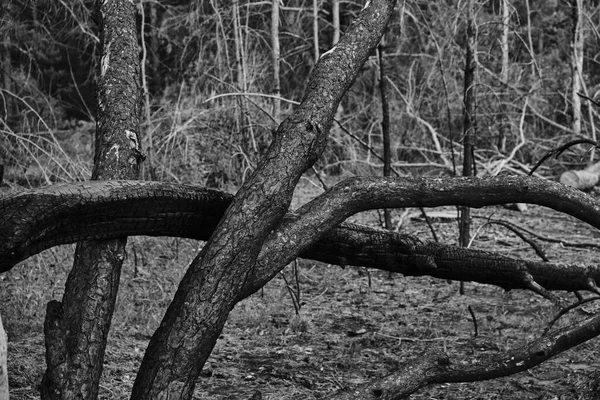 死んだ松の木 火の後の森 — ストック写真