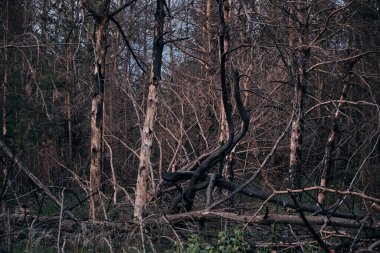 Yanmış ölü çam ağaçları, yangın üstüne orman.