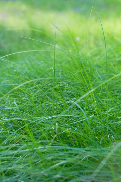 Abstract Groen Gras Achtergrond Zomer Natuur — Stockfoto