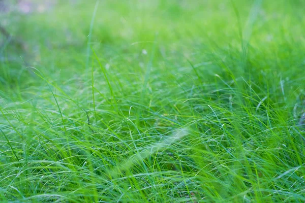 Soyut Yeşil Çimen Arka Planı — Stok fotoğraf