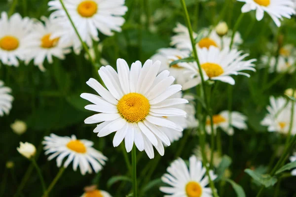 Blommor Äng Kamomill Vacker Natur — Stockfoto