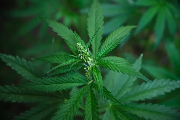 Cannabis Una Planta Narcótica Medicinal —  Fotos de Stock