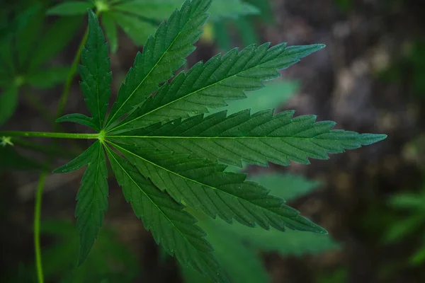 大麻ブッシュは麻薬性および薬用植物です — ストック写真
