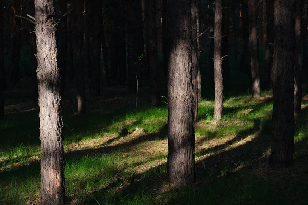 Forêt Pins Foncés Avec Lumière Soleil Brisant Les Arbres Projetant — Photo