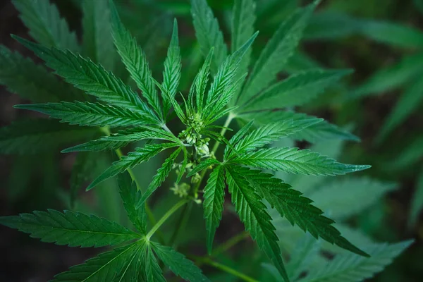 Cannabis Una Planta Narcótica Medicinal —  Fotos de Stock