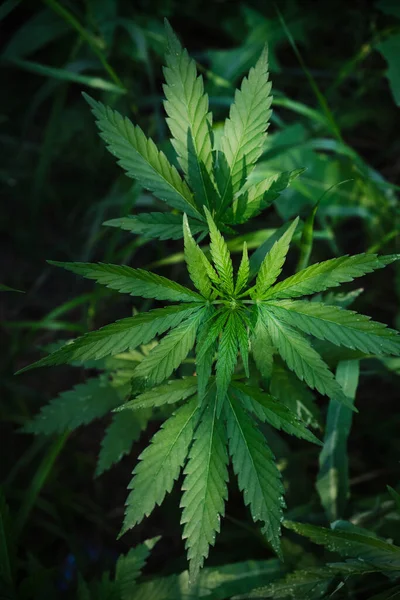 大麻ブッシュは麻薬性および薬用植物です — ストック写真
