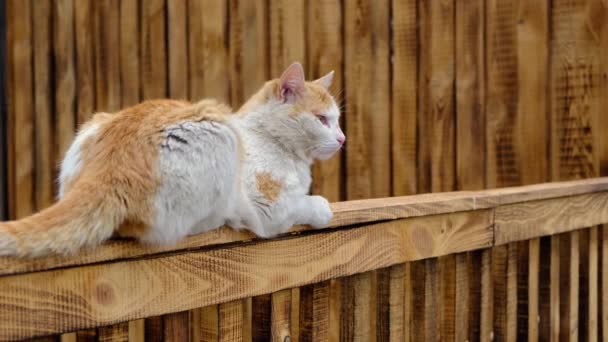 Rustic Red Cat Meows While Lying Fence — Stock Video