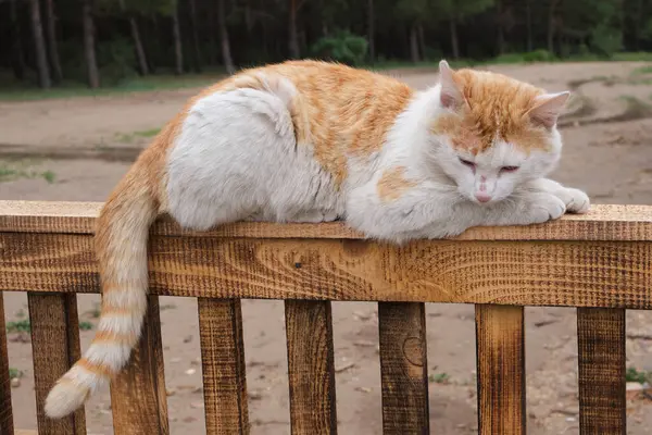 乡下人的生姜猫躺在木栅栏上 — 图库照片
