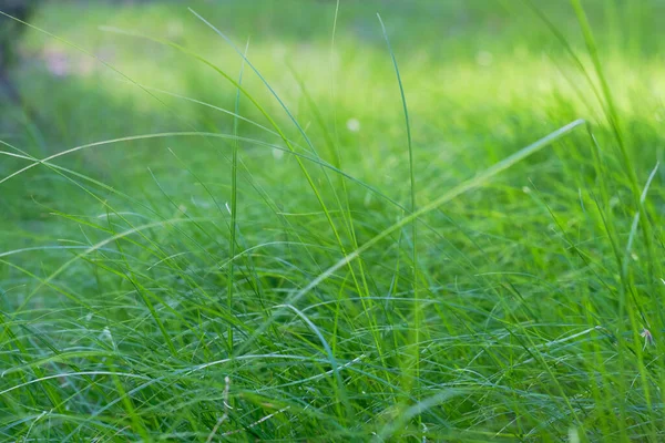 Soyut Yeşil Çimen Arka Planı — Stok fotoğraf