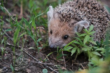 Genç kirpi ormandaki doğal koşullarda çimenlerin arasında.