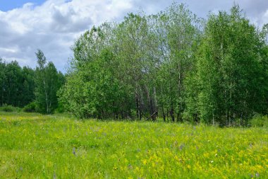 Çiçek açan otlarla kaplı orman arka planda huş ağacı ormanı