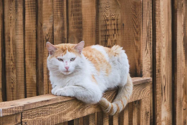 Rústico Gengibre Gato Está Mentindo Cerca Madeira — Fotografia de Stock