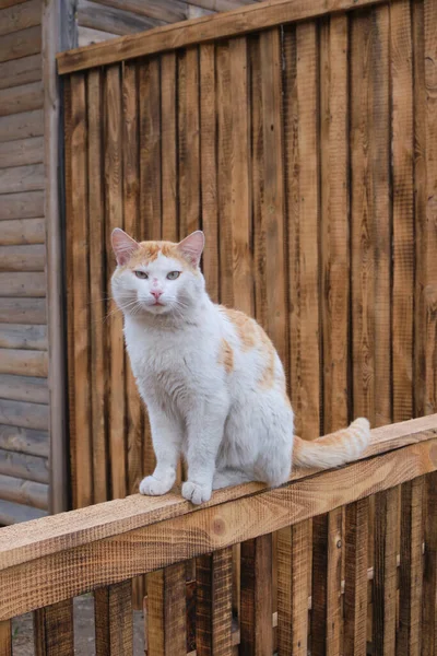 乡下人的生姜猫正坐在木栅栏上 — 图库照片