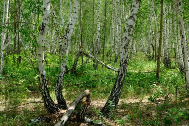 Tayga 'da devrilmiş ağaçlarla dolu yoğun bir huş ağacı ormanı.