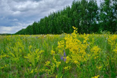 Orman açıklığında çiçek açan parlak çayır çiçekleri