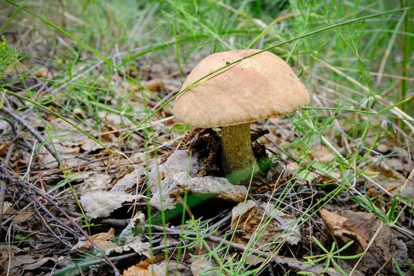 Mushroom podberezovik in forest get out from under foliage