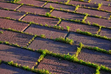Eski kaldırım taşlarının arasından yeşil çimenler filizleniyor.