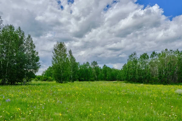 Forest clearing with flowering grasses background birch forest