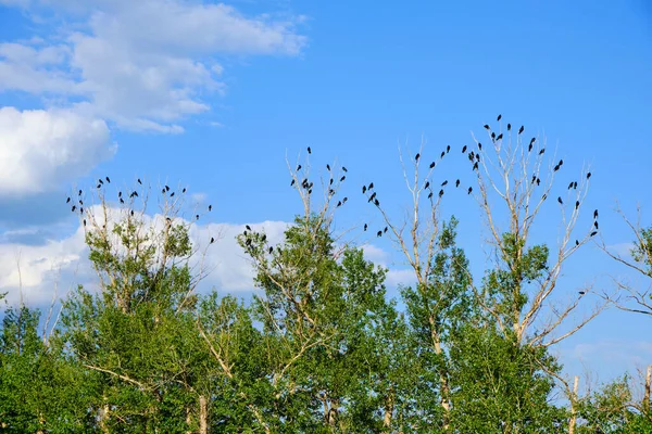 Lot Ravens Sitting Bare Branches Trees Blue Sky — Stock Photo, Image